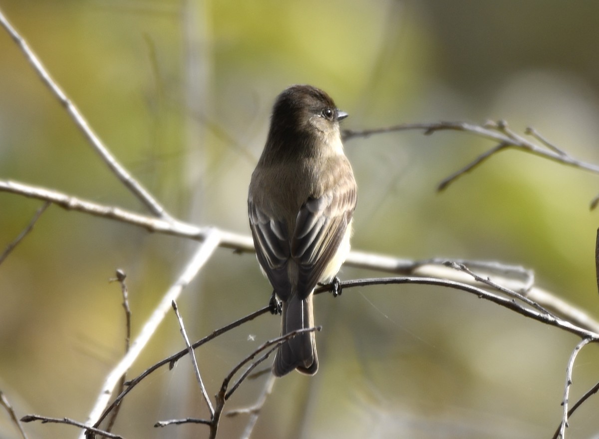 Ak Karınlı Fibi - ML646771951