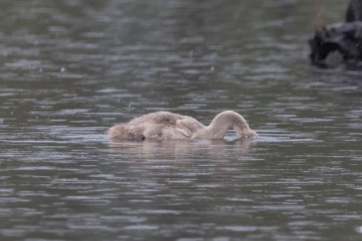 Kara Kuğu - ML646771952