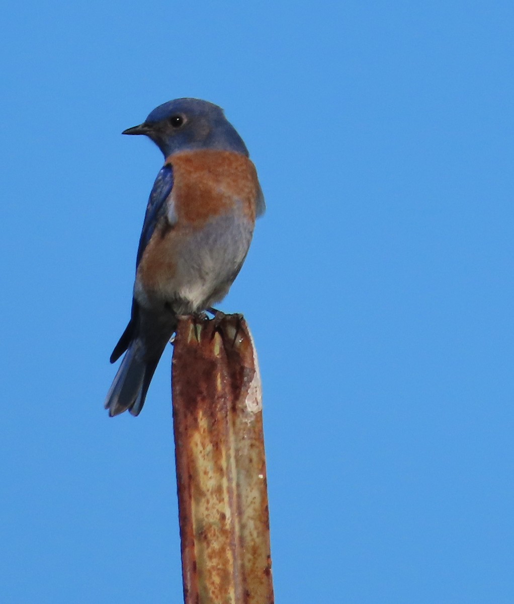 Batılı Mavi Ardıç - ML646771953