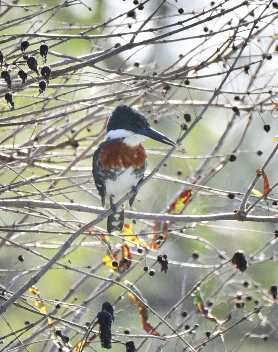 Yeşil Yalıçapkını - ML646771954