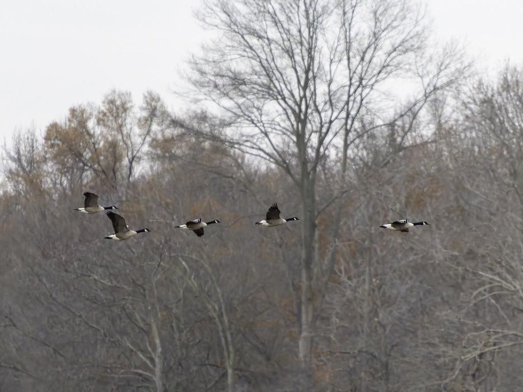 Kanada Kazı - ML646771955