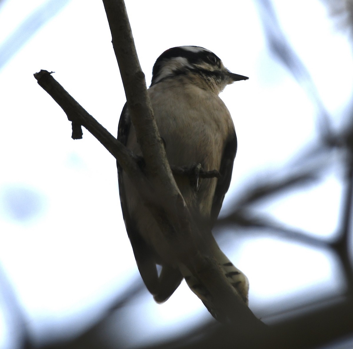 Yumuşak Tüylü Ağaçkakan - ML646771956