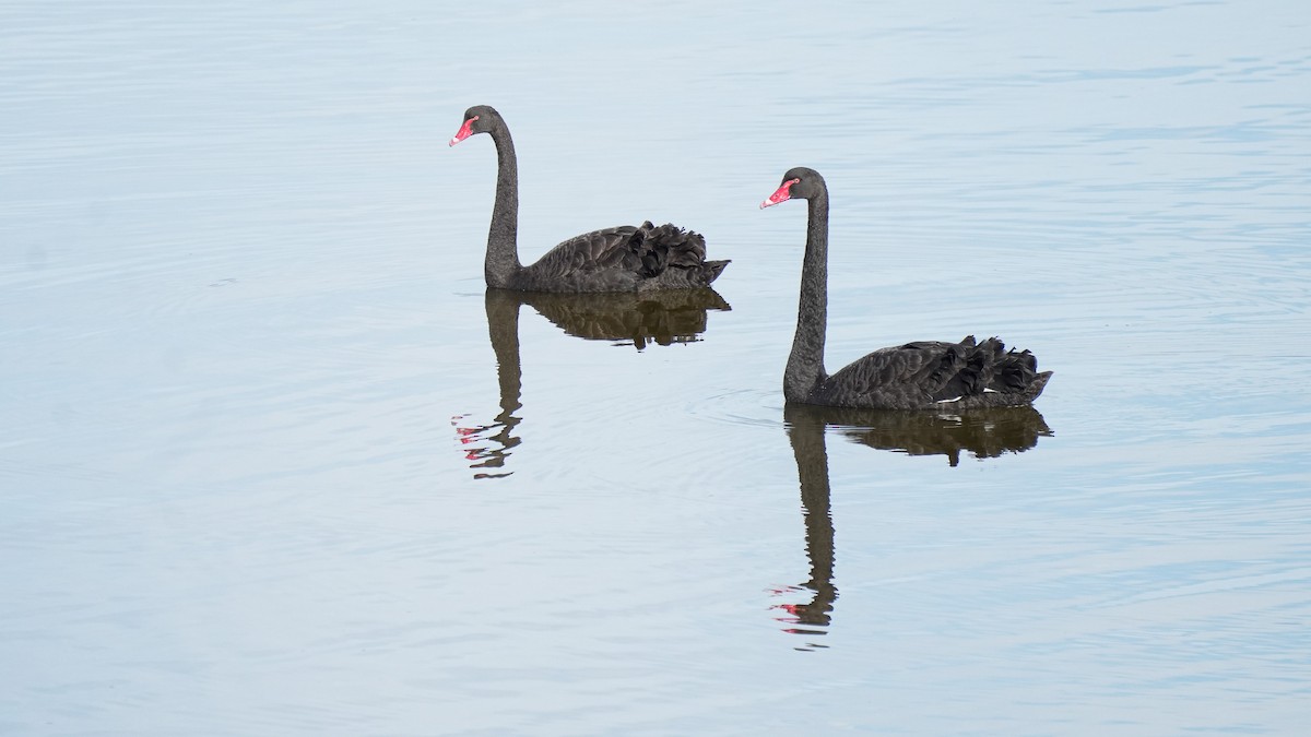 Kara Kuğu - ML646771957