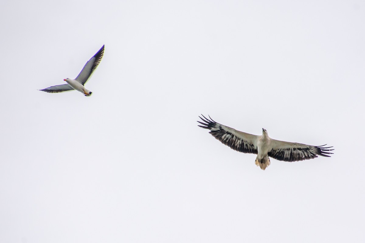 Oriyental Deniz Kartalı - ML646771958