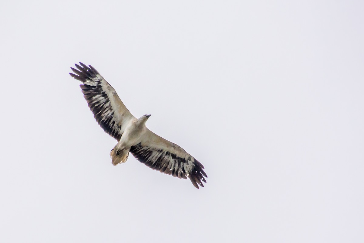 Oriyental Deniz Kartalı - ML646771959