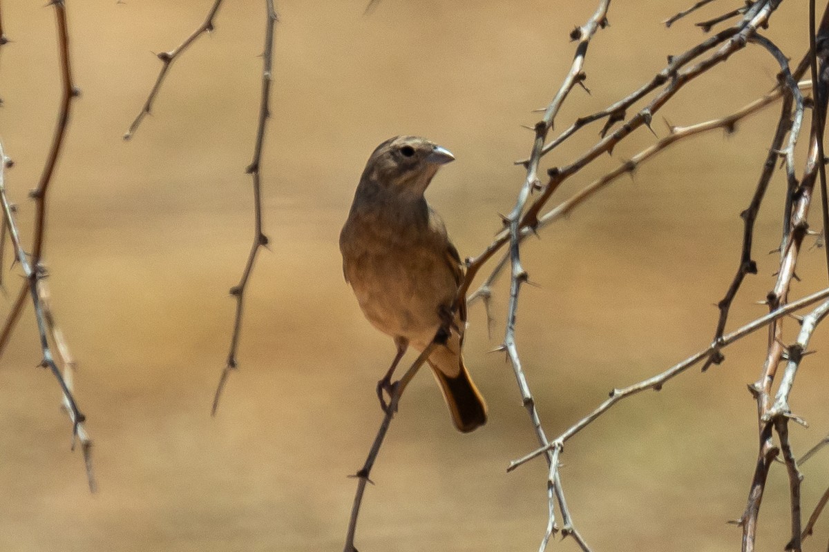 Toygar Çintesi - ML646771961