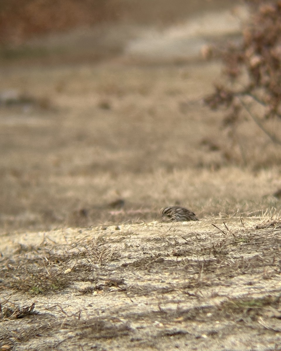 Ötücü Serçe - ML646771964