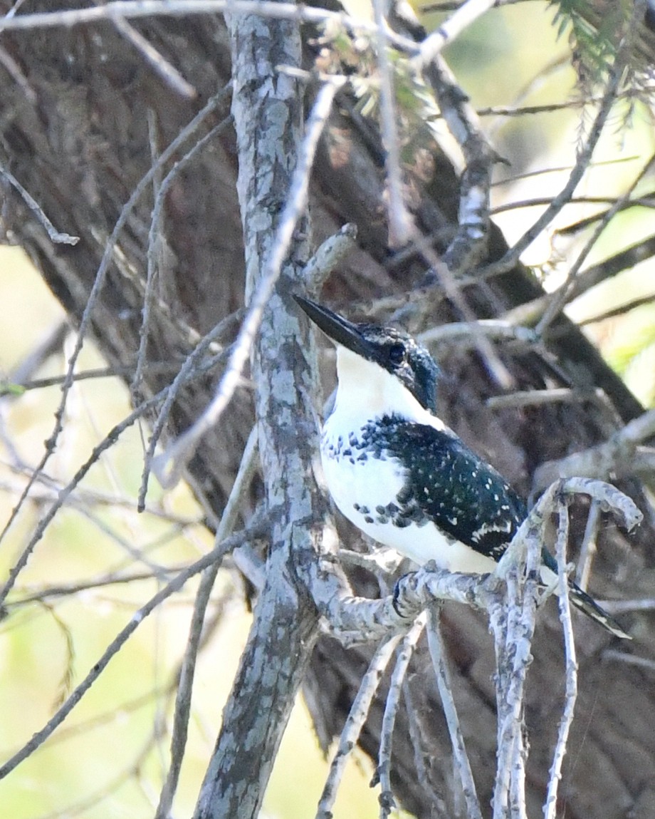 Yeşil Yalıçapkını - ML646771965