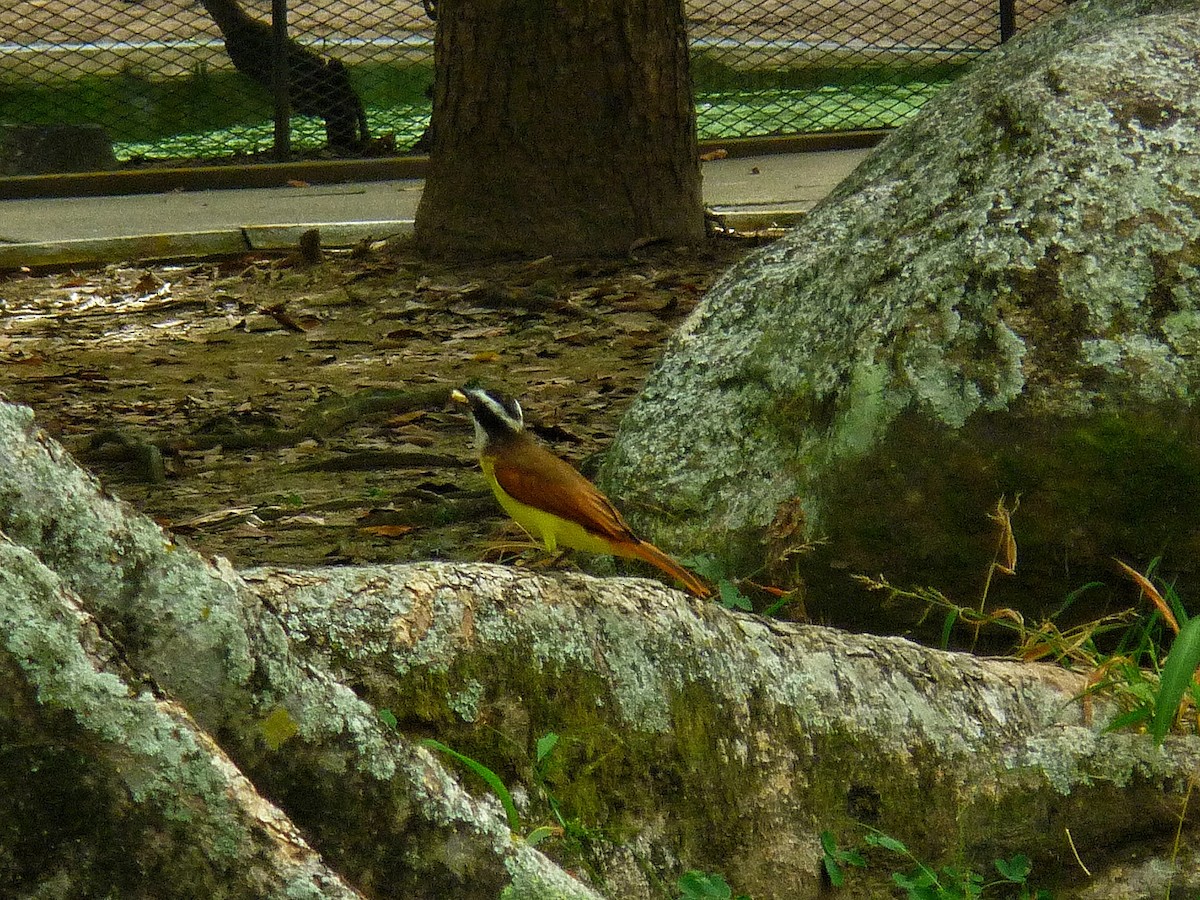 Great Kiskadee - ML646771966