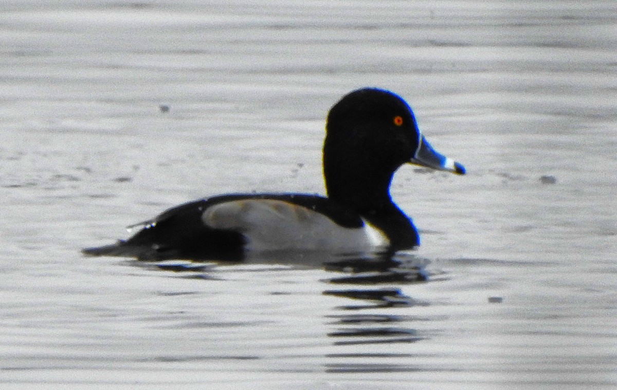 צולל צווארון - ML646771967