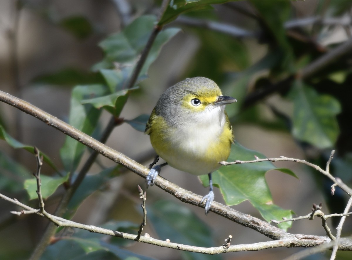 Ak Gözlü Vireo - ML646771968