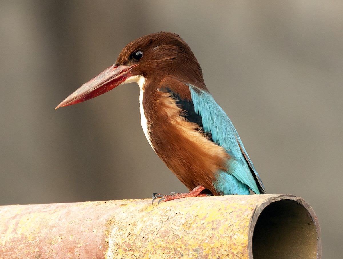 İzmir Yalıçapkını - ML646771969