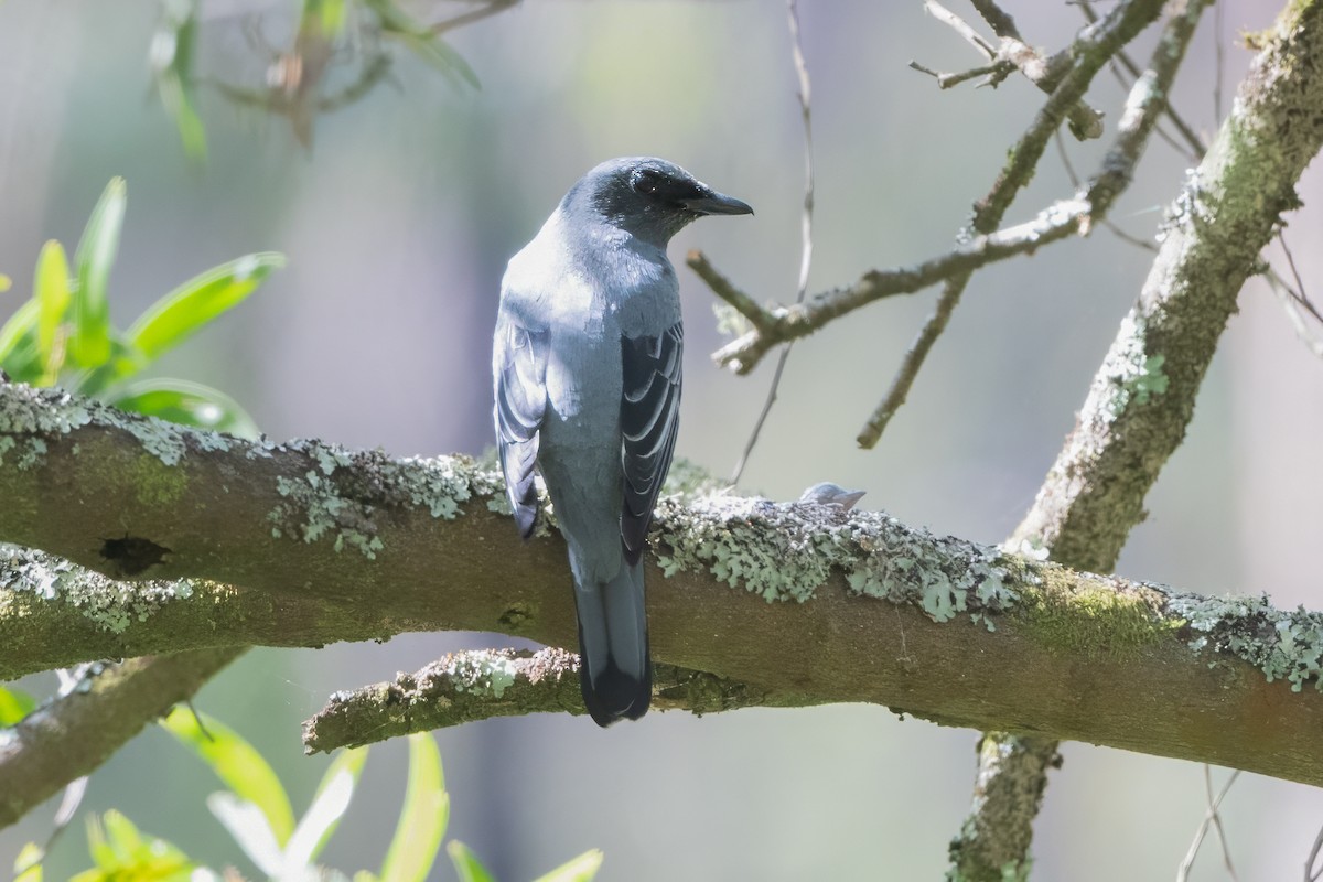 Sahul Cicadabird - ML646771970