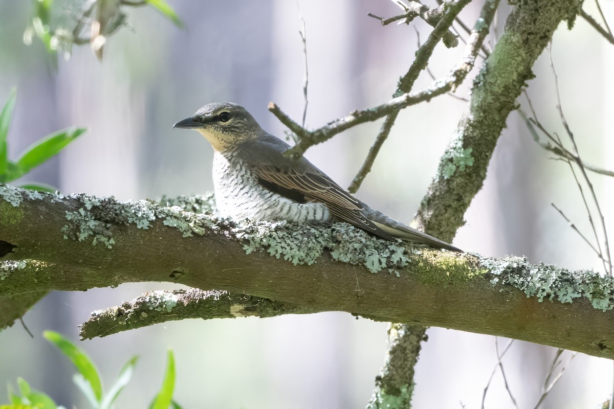 Sahul Cicadabird - ML646771971