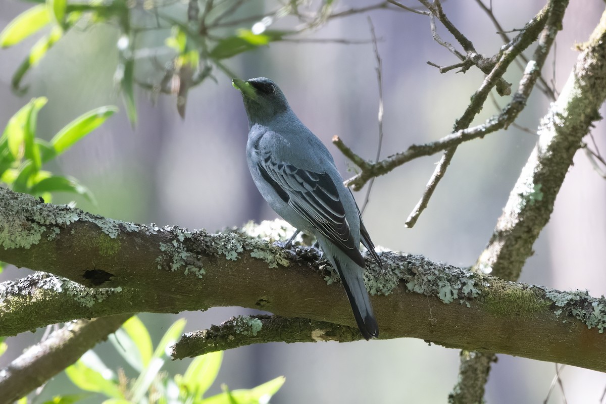 Sahul Cicadabird - ML646771972