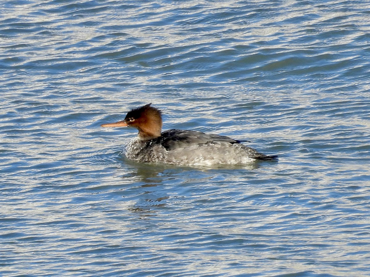 Tarakdiş - ML646771973