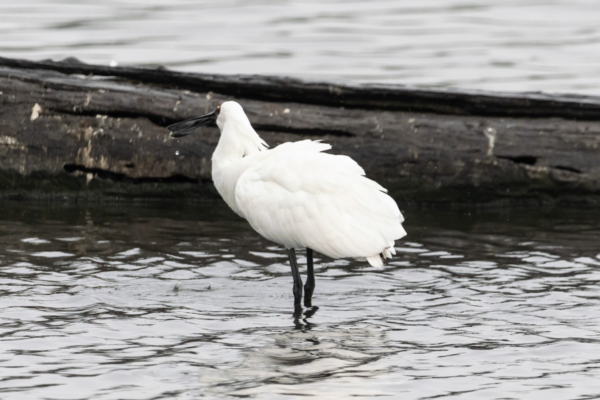 Kara Yüzlü Kaşıkçı - ML646771974