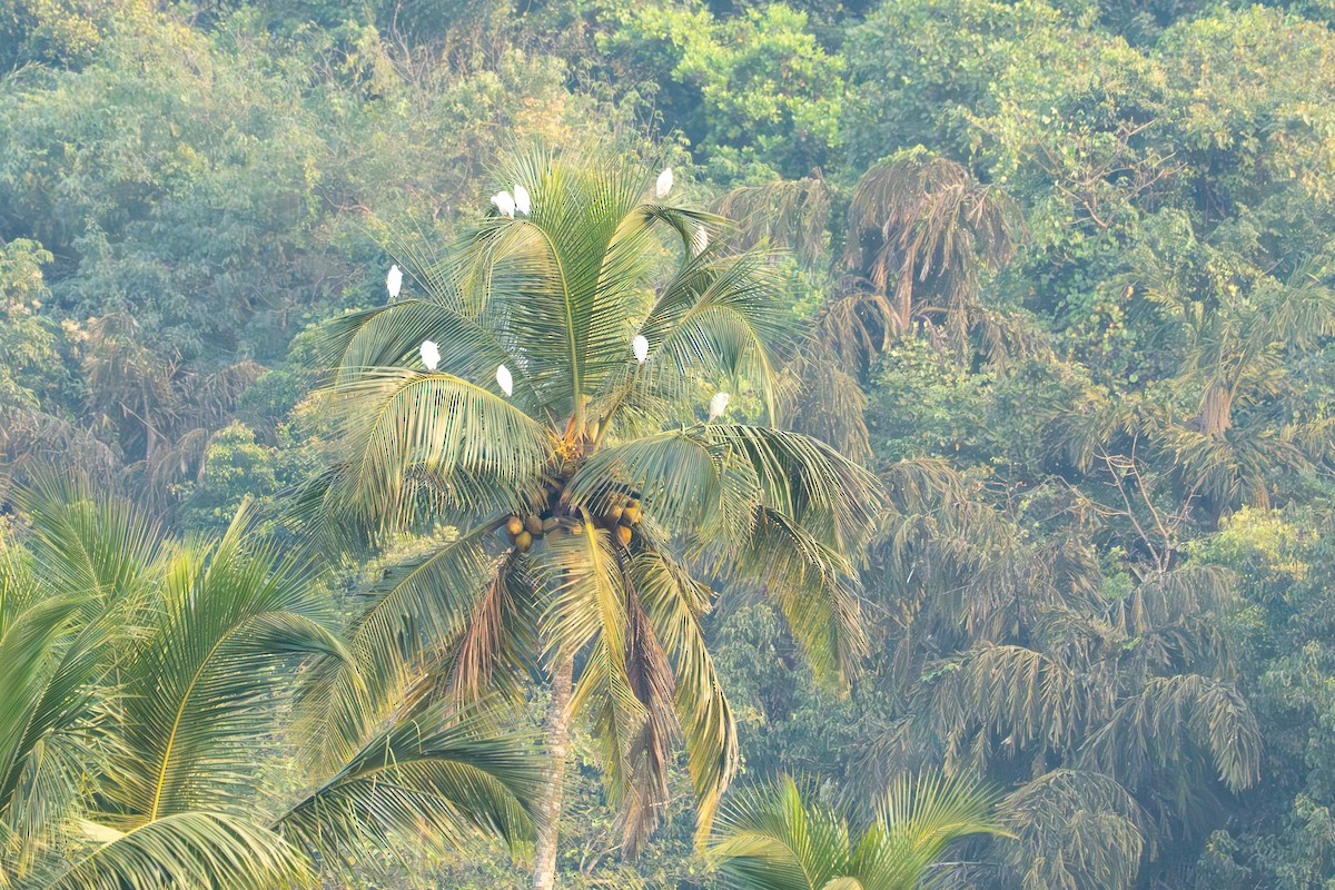 Восточная египетская цапля - ML646771975