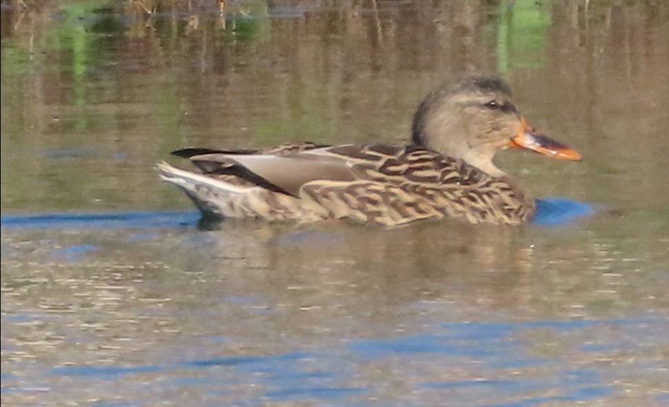 Mallard - ML646771978