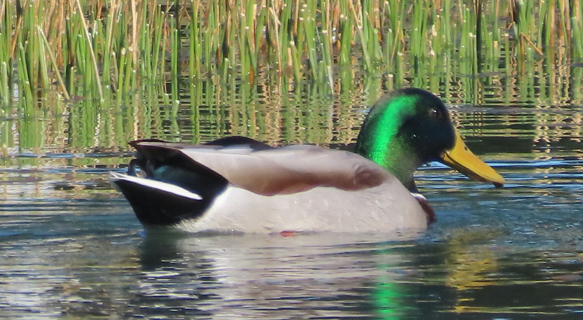 Mallard - ML646771979
