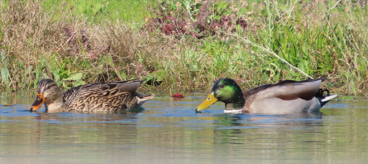 Mallard - ML646771980