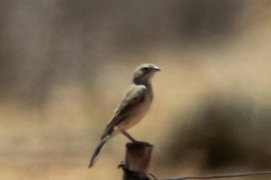 Бледная овсянка - ML646771982