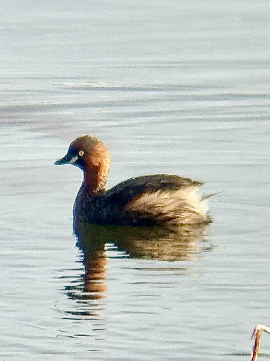 Малая поганка - ML646771983