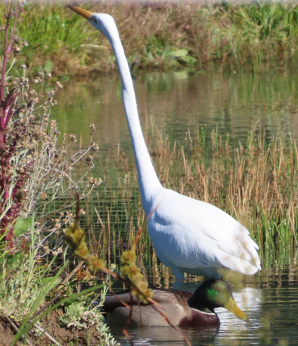 Great Egret - ML646771985