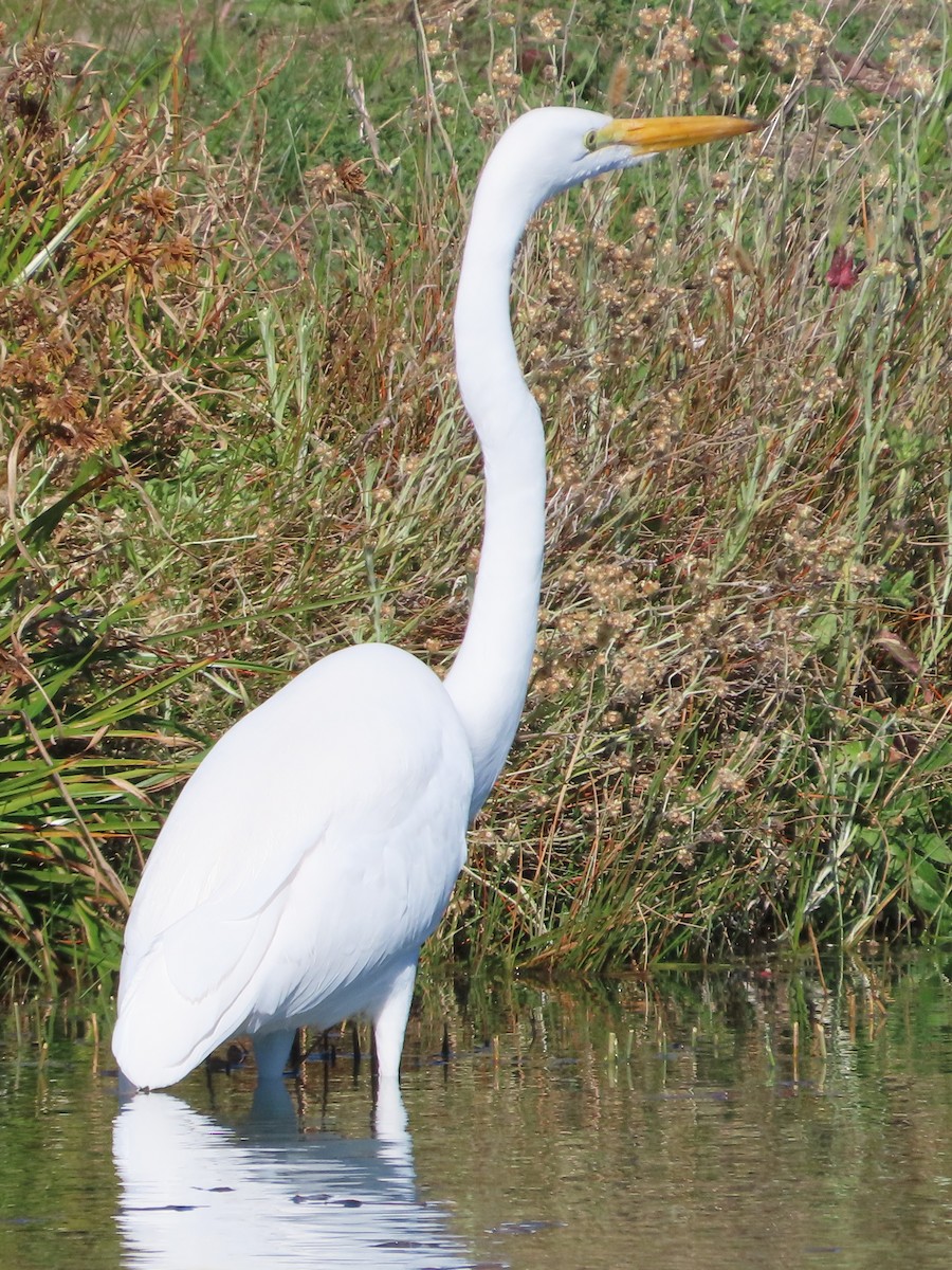 Great Egret - ML646771986