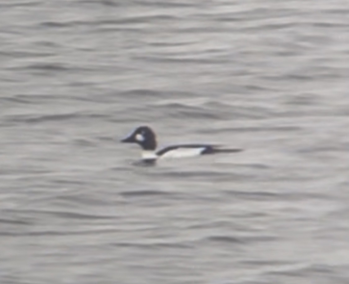 Common Goldeneye - ML646771988
