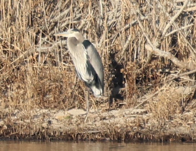 Garza Azulada - ML646771990