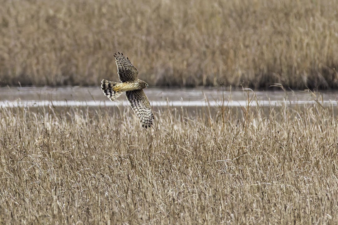 アメリカハイイロチュウヒ - ML646771991