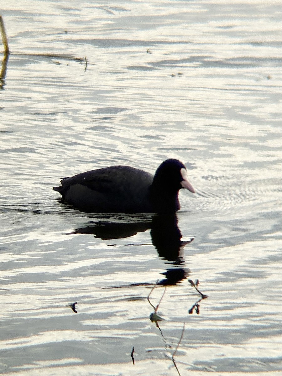 Лысуха - ML646771993