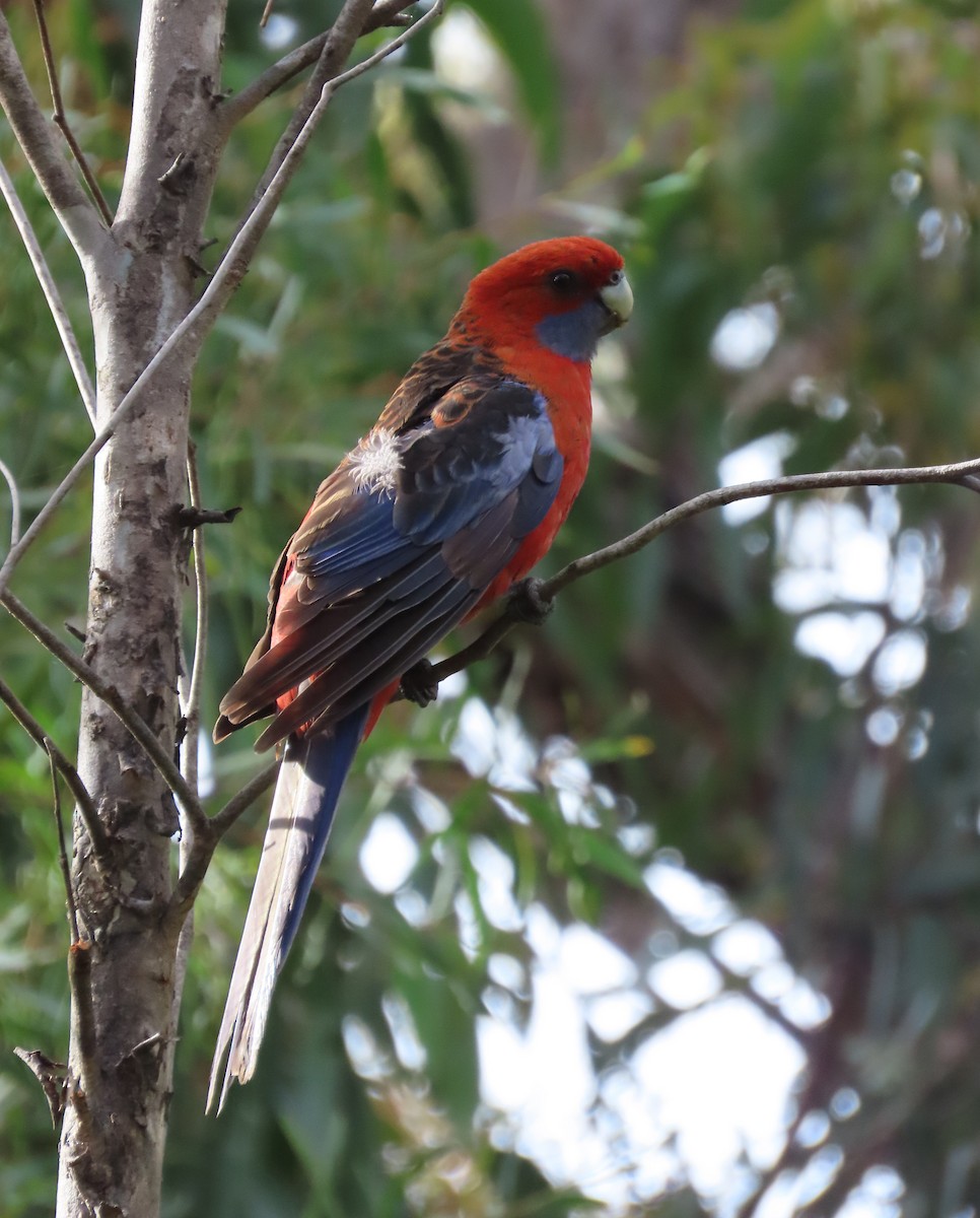 Kırmızı Rozella [elegans grubu] - ML646771994