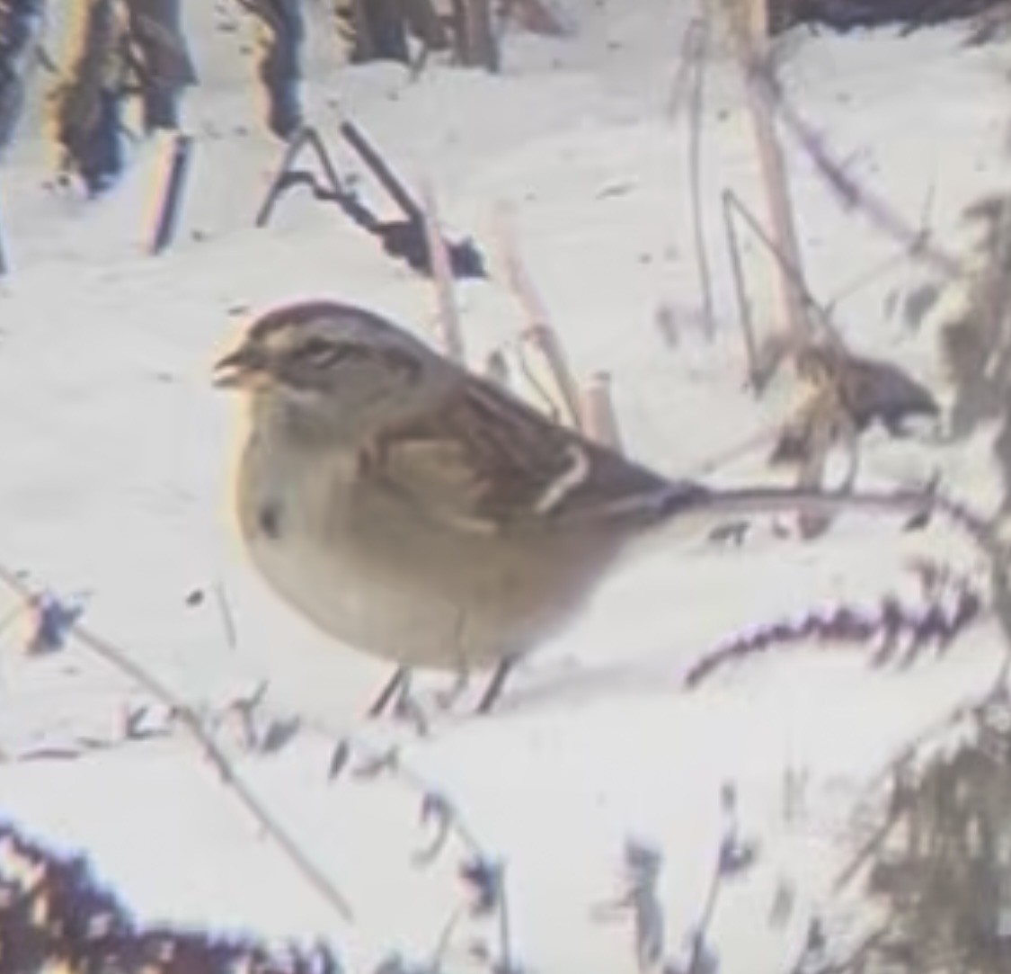 American Tree Sparrow - ML646771995