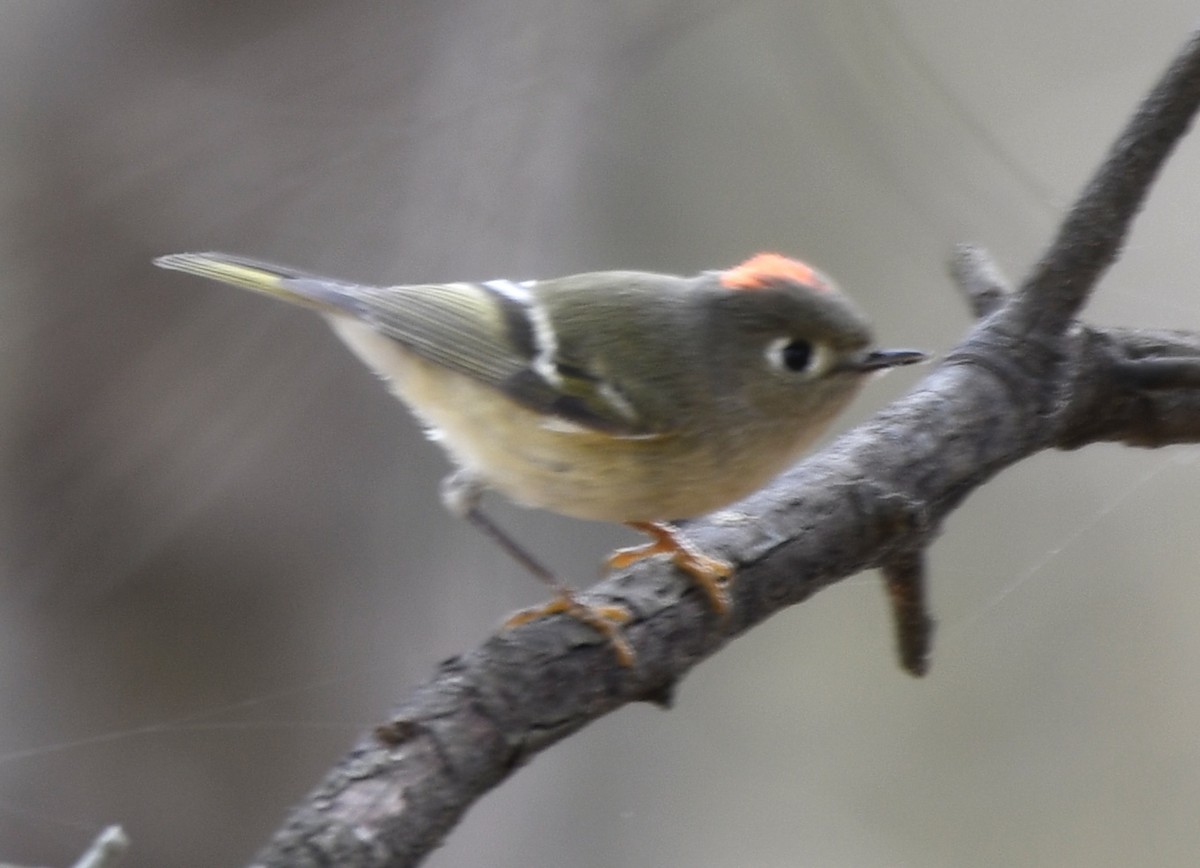 Ruby-crowned Kinglet - ML646771998