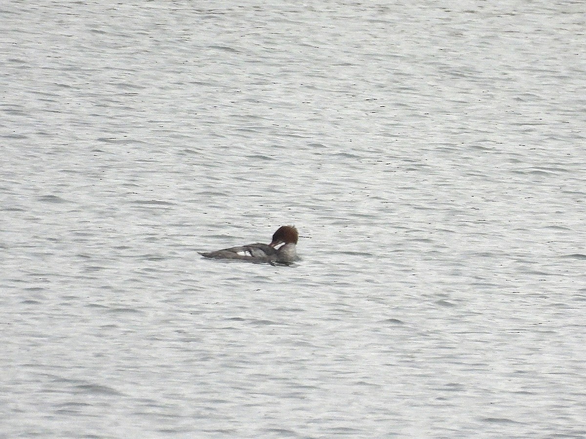 Serreta Grande - ML646771999