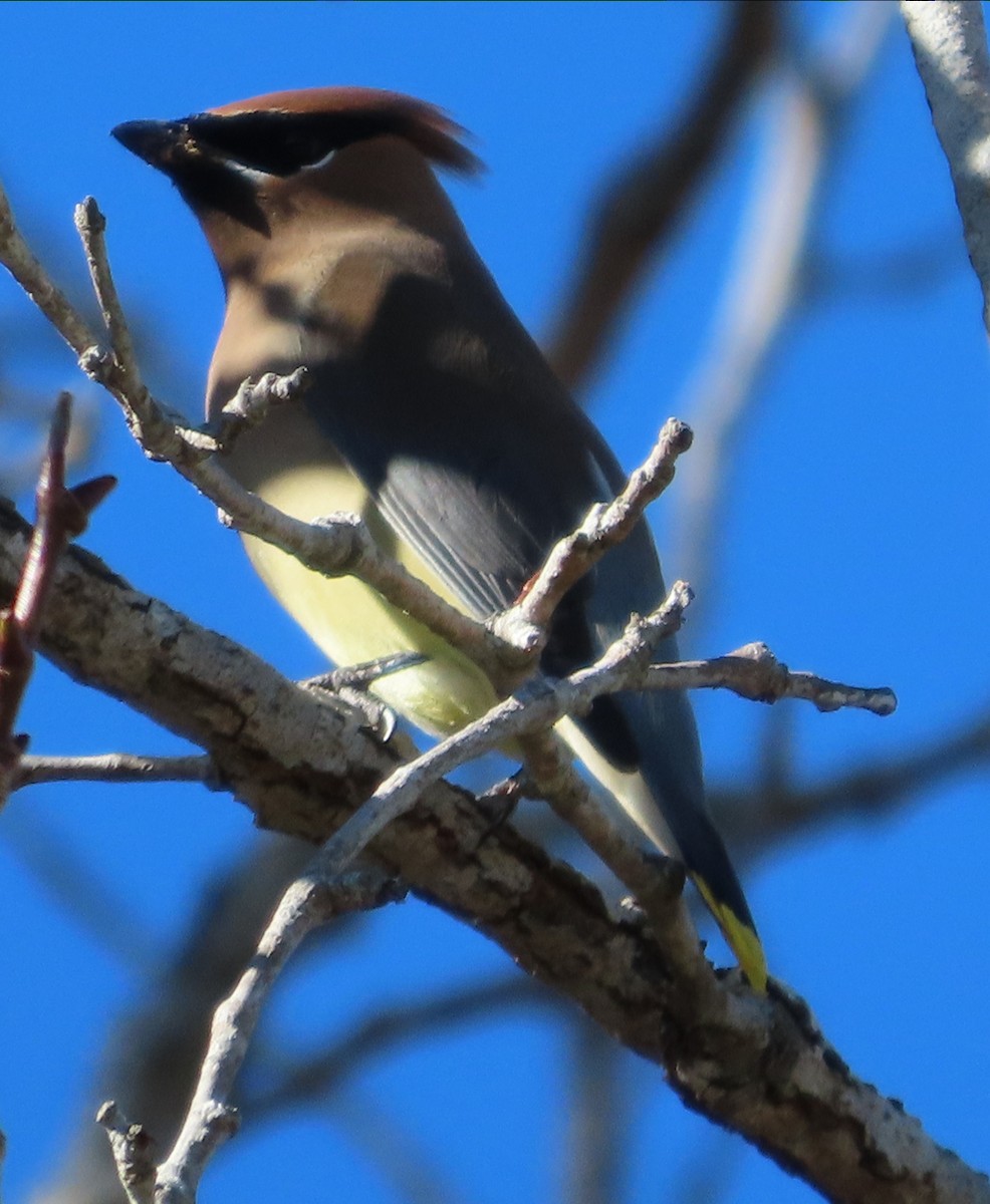 Cedar Waxwing - ML646772001