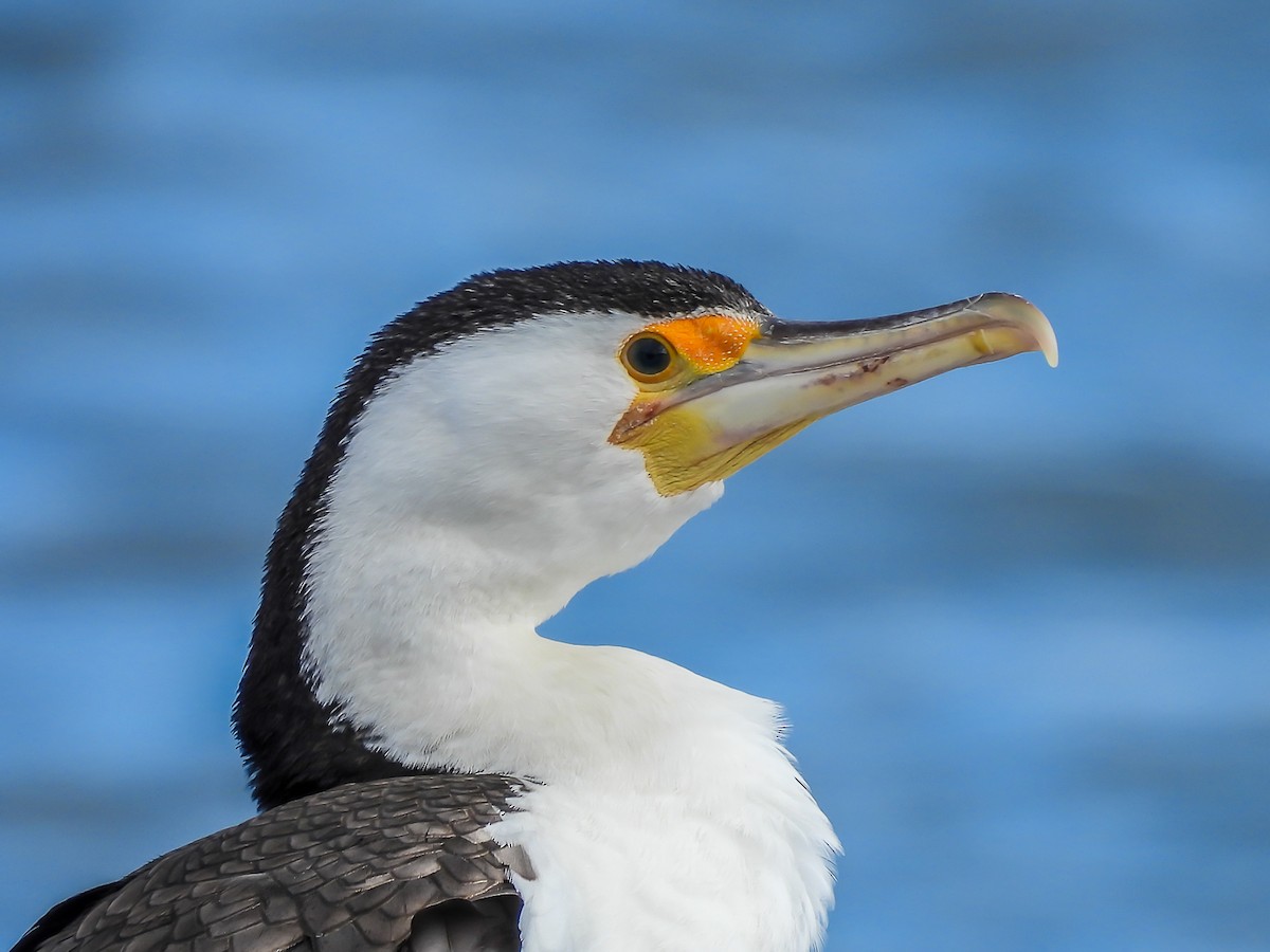 Pied Cormorant - ML646772002