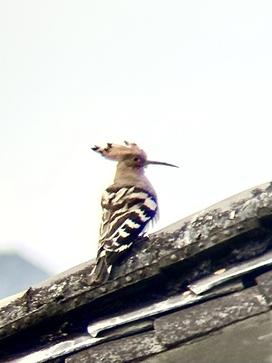 Удод - ML646772005