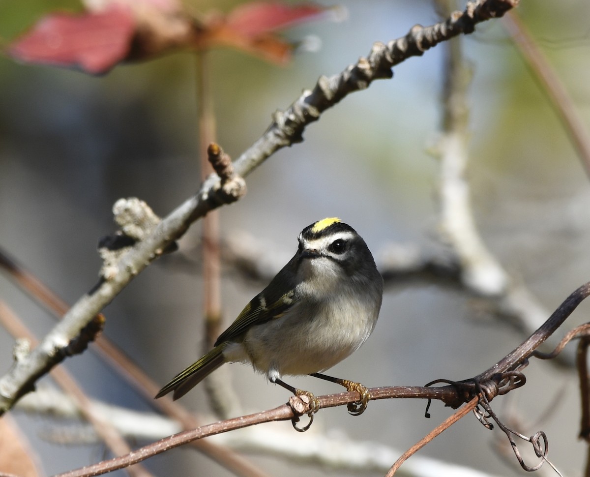 Erregetxo amerikarra - ML646772008