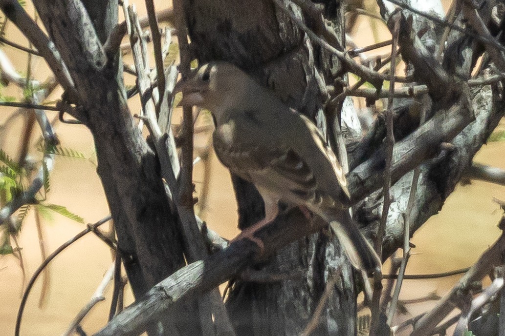 Красноголовый астрильд - ML646772017