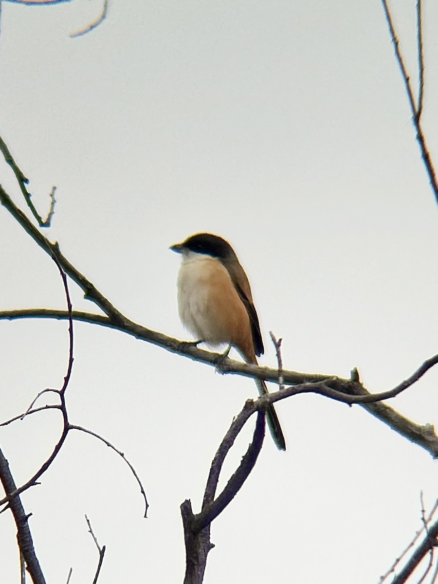 Длиннохвостый сорокопут - ML646772019