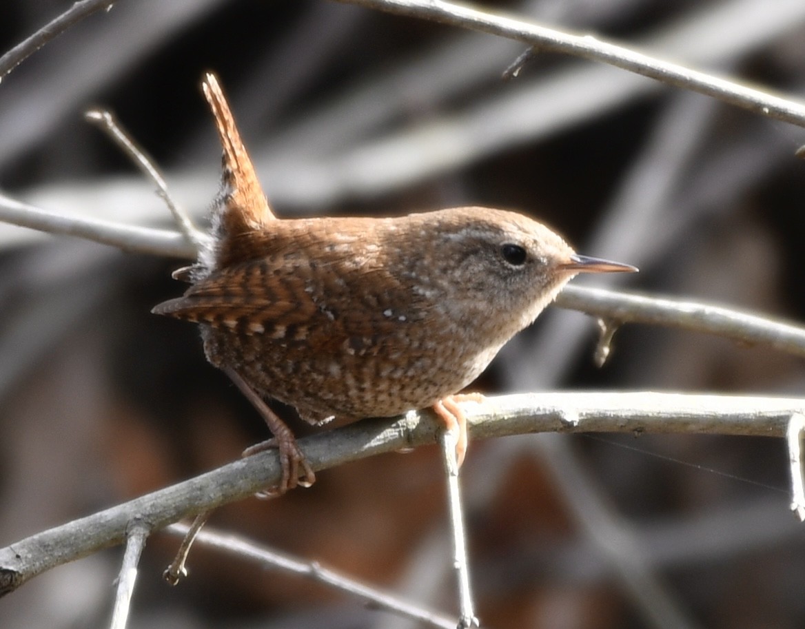 Winter Wren - ML646772024