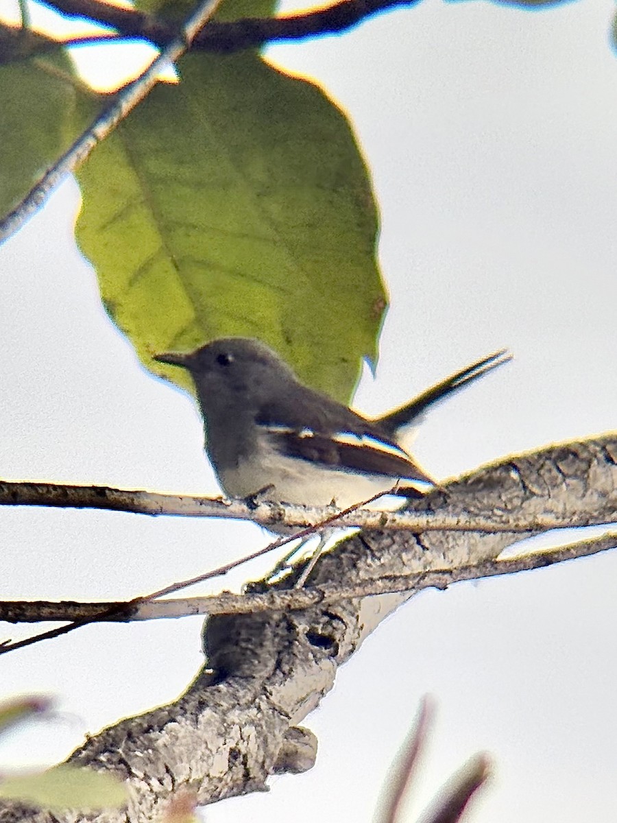 Сорочий шама - ML646772028