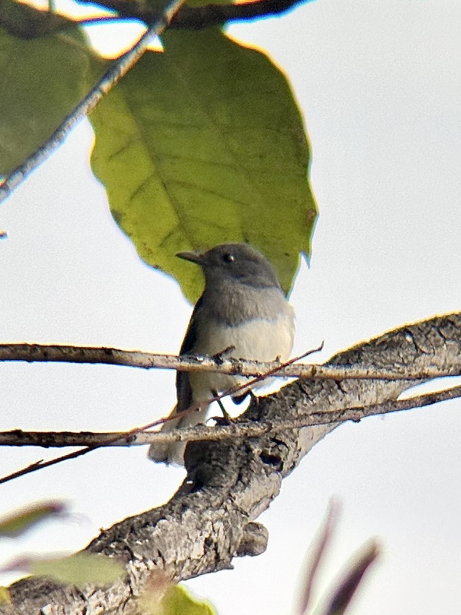 Сорочий шама - ML646772029