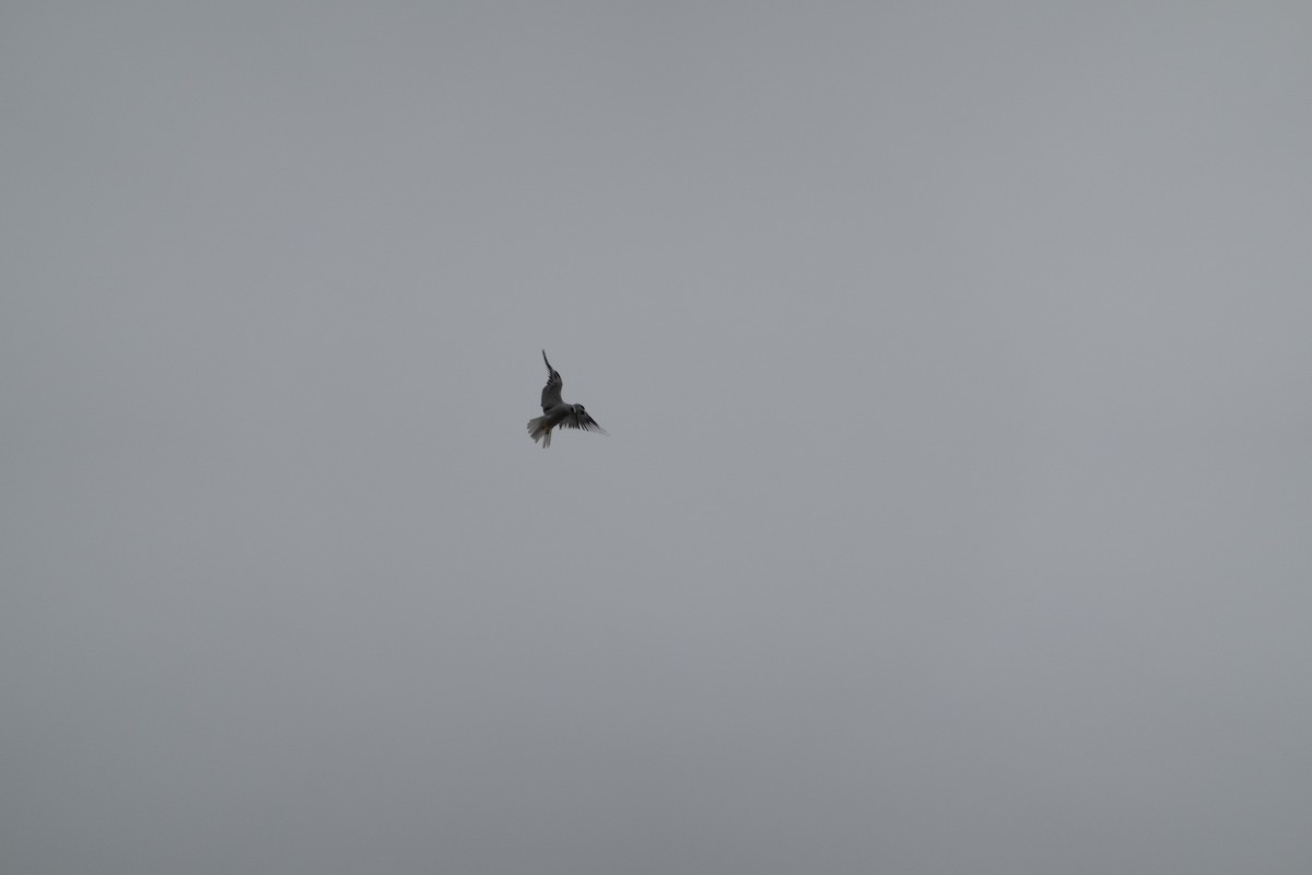 Шуліка білохвостий - ML646772030