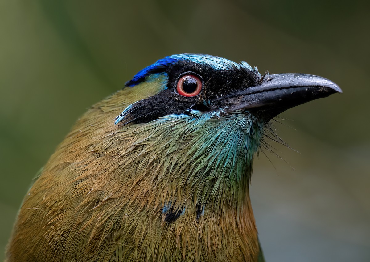 Lesson's Motmot - ML646772031