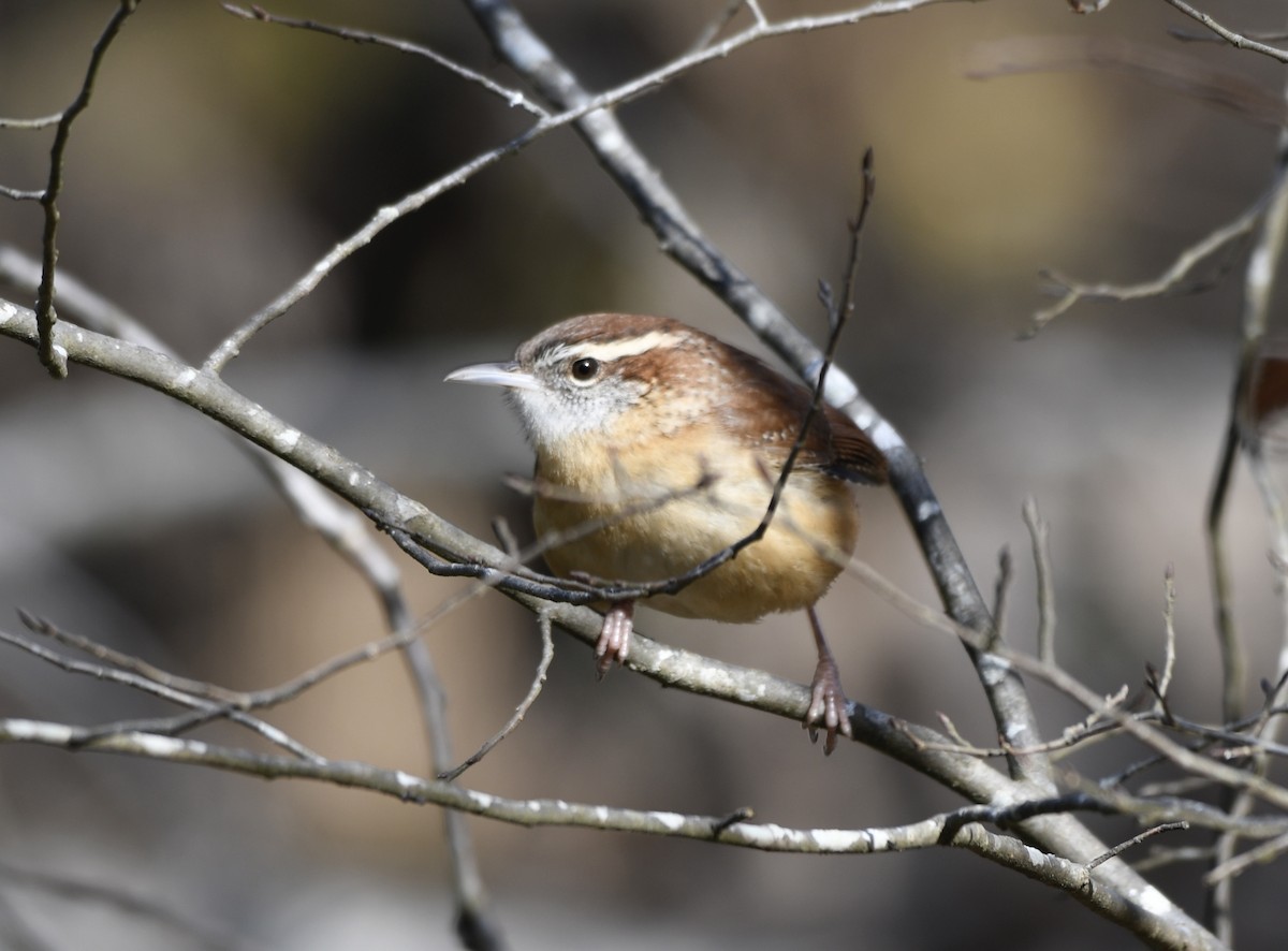 Carolina Wren - ML646772033