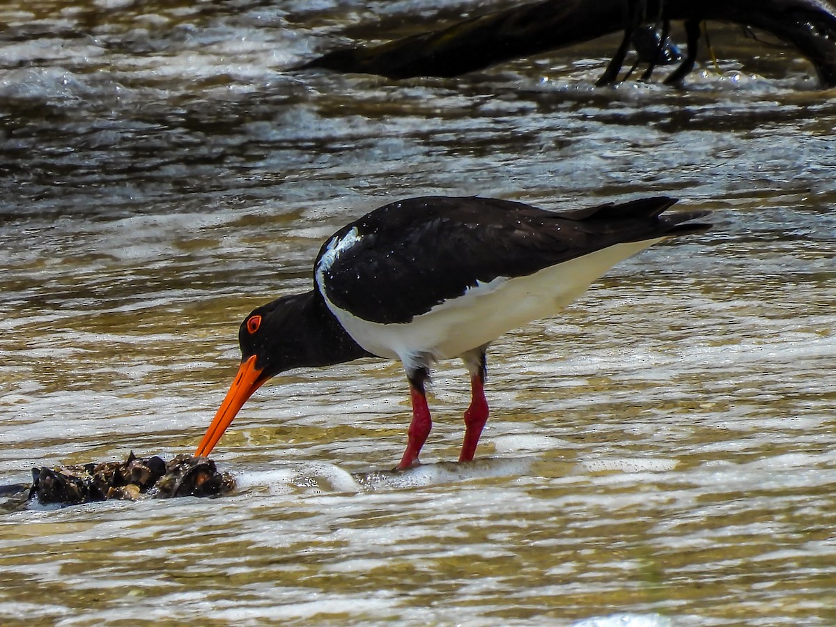 Pied Oystercatcher - ML646772034